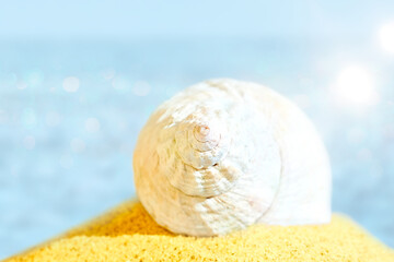 Big white seashell on the beach at summertime Close-up