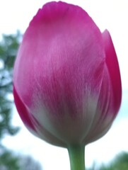 Fototapeta premium pink tulip flower
