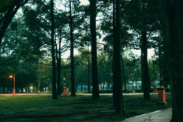 Naklejka premium green view of trees in a recreation park