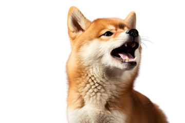 Fototapeta premium A small dog with a big mouth is looking up at the camera. The dog's mouth is open and its tongue is hanging out. The dog's fur is fluffy and it has a cute, innocent expression on its face