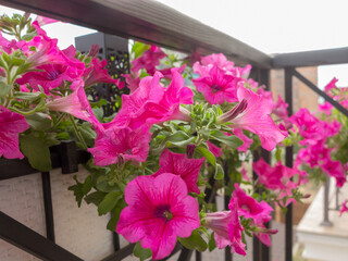 Pink Petunia flowers on the balcony