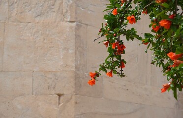 Pomegranate, or Punica granatum tree branch with flowers in front of an ancient wall, in Athens, Greece