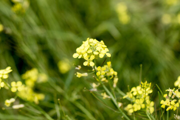 Fototapeta premium Rapeseed flowers in close-up at the flowering time. The industrial farmland in the countryside between spring and summer.