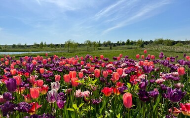 Field of tulips in spring park.