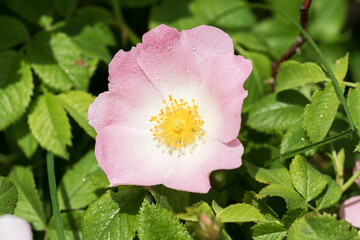 Delicate pink rosehip flowers