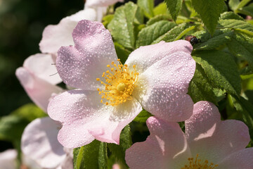 Obraz premium Delicate pink rosehip flowers