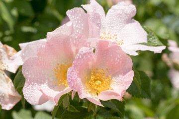Delicate pink rosehip flowers