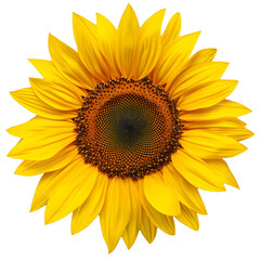 Fototapeta premium Sunflowers png