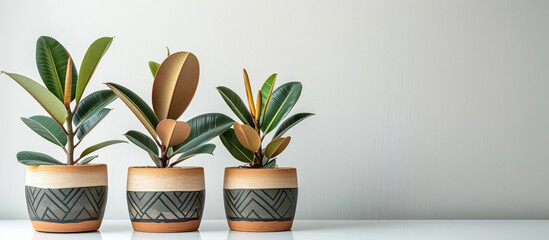 Three houseplant rubber ficus trees of different sizes in clay pots with pattern on table against white wall with place for text
