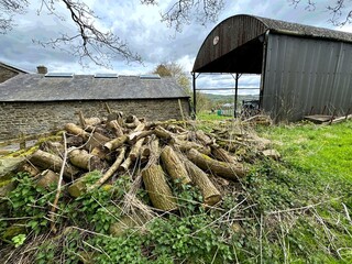 Stacked cut logs and branches lie in a field adjacent to a stone building, with a barn covered in...