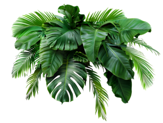 Tropical leaves foliage plant jungle bush floral arrangement nature backdrop isolated on white background, clipping path included