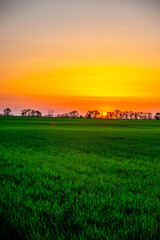 Sunset over the field with grass. Red sky and red sun . Trees on the field . Green field . Sun and trees