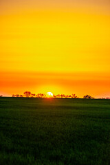Obraz premium Sunset over the field with grass. Red sky and red sun . Trees on the field . Green field . Sun and trees
