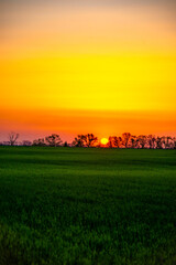 Fototapeta premium Sunset over the field with grass. Red sky and red sun . Trees on the field . Green field . Sun and trees