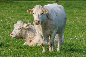 Weisse Kühe im Münsterland
