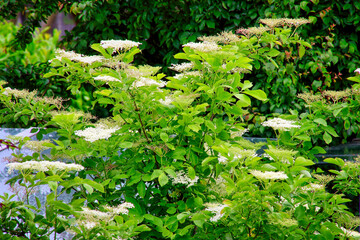 Holunderblüten im Frühling