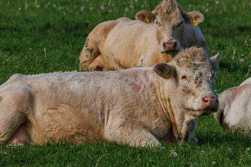 Fototapeta premium Weisse Kühe im Münsterland