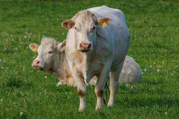Weisse Kühe im Münsterland