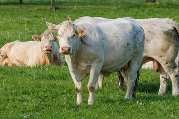 Weisse Kühe im Münsterland