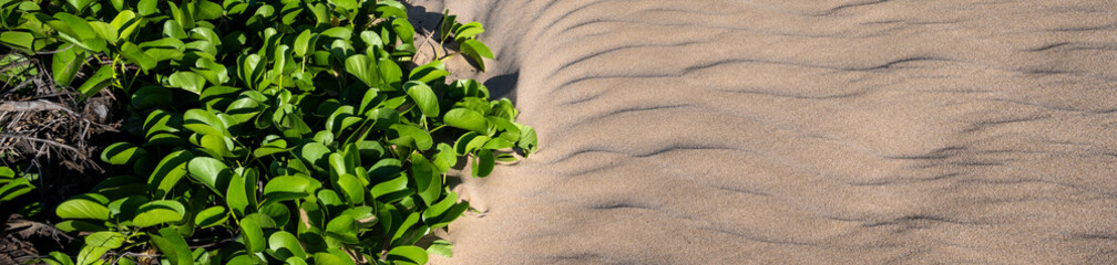Tropical nature background, golden sandy beach with native plant vines growing down one side,...