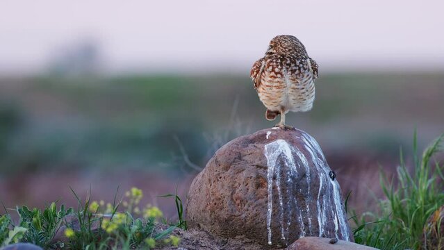 Burrowing owl (Athene cunicularia) swivels its head on alert while standing on one leg on a boulder during golden hour in Washington state. Captured at 59.94 frames per second