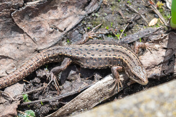 A lizard hides among the vegetable beds in the spring sunshine.