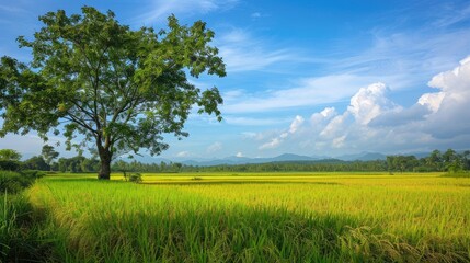 Obraz premium Tourists from all corners of the globe make it a point to pause and admire the stunning vista at this scenic spot graced by a rich tapestry of trees grasslands and rice fields swaying in th