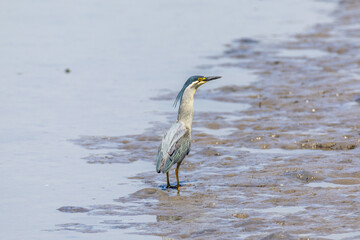 干潟で餌を探すササゴイ
