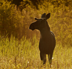 Elk or Moose (Alces alces) bull standing in the wetlands at sunrise in summer.	
