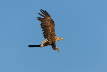 White-tailed eagle (Haliaeetus albicilla) flying in the sky in summer.	
