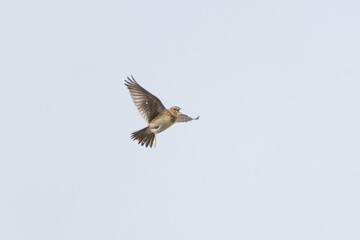 Eurasian skylark (Alauda arvensis) flying and singing in snowfall in spring.
