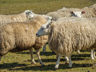 Ameland in den Niederlanden
