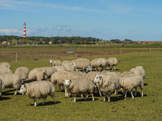 Obraz premium Die Insel Ameland im Frühling
