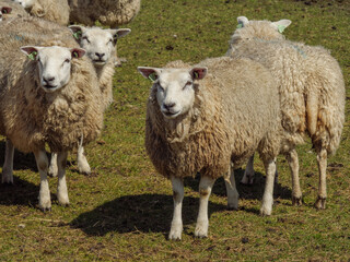Ameland in den Niederlanden