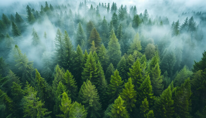 Overhead View of Evergreen Forest with Rolling Fog: Resembling the Pacific Northwest Landscape. A Stunning Natural Scene to Behold.