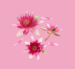Beautiful lotus flowers and petals flying on pink background