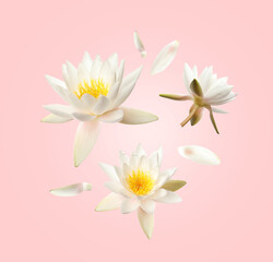 Beautiful lotus flowers and petals flying on pink background