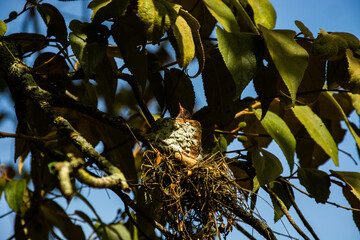 naturaleza © Guillermo