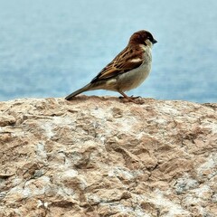 sparrow on a branch