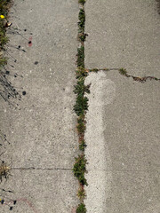 Weed growing in concrete sidewalk cracks