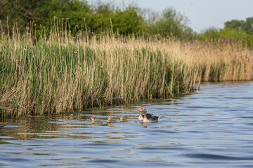 ducks in the lake