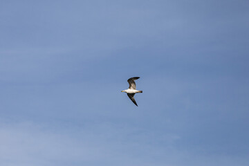 seagull in flight