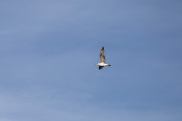 seagull in flight