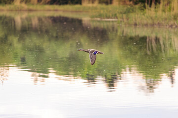 duck in flight