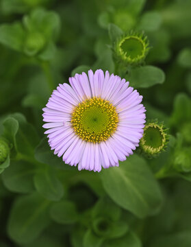 Beautiful close-up of erigeron glaucus
