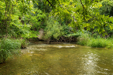 Obraz premium A stream meanders gracefully, embraced by an array of vibrant green foliage in a forest. Overhanging branches and bushes delicately graze the water's edge, during the spring in the Texas Hill Country.