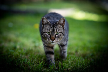 A domestic cat sneaks up cautiously in the grass.