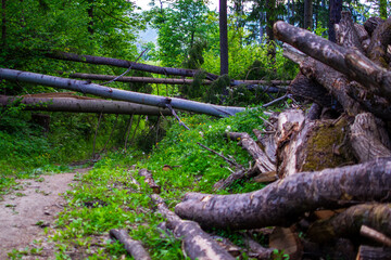 Many cut tree trunks stacked on top of each other