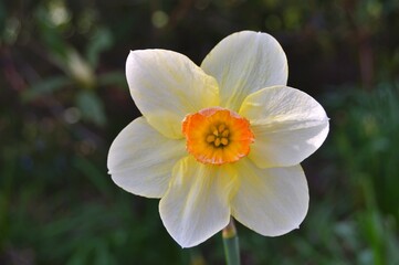 Flowers in the garden during spring. Nature and flowers background