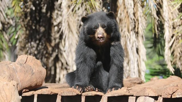 Spectacled bear native to South America in close-up and selective focus. (Tremarctos ornatus) on 4k video